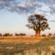 Paysage de la savane au Botswana